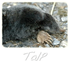 Talp